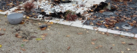 45643631_231124071853001507-AS_Friedhof3.png