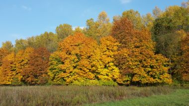 Foto des Stadtwald im Herbst mit gelb gefärbten Blätter der Bäume