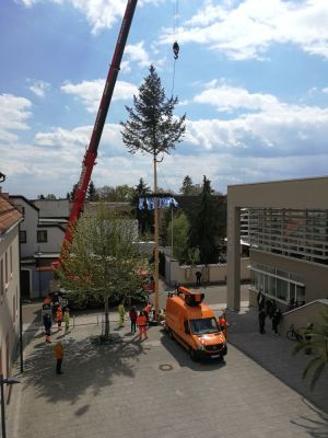 Bürgermeisterbaum 2.jpg