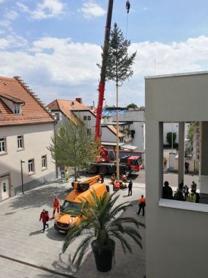 Bürgermeisterbaum 1.jpg