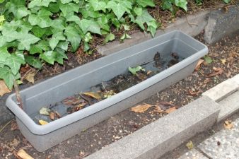 Ein mit Regenwasser gefüllter Pflanzkübel in einem Garten.