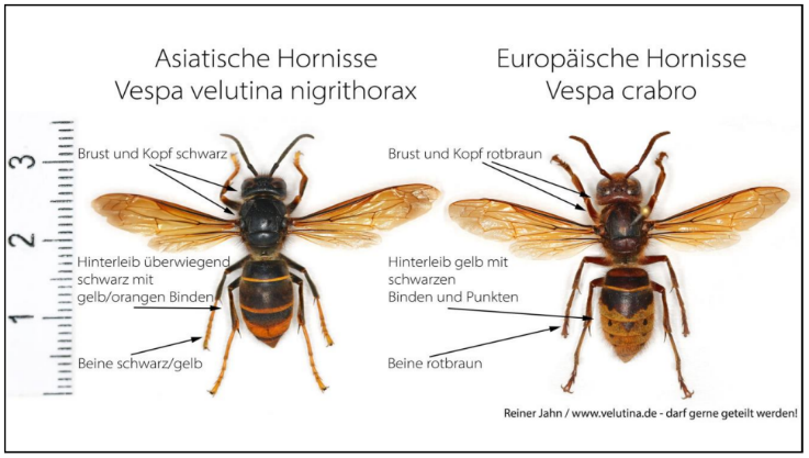 Vergleich der Asiatischen Hornisse mit der Europäischen Hornisse
