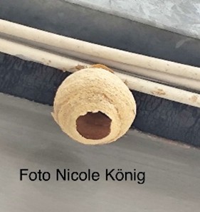 Gründungsnest der asiatischen Hornisse