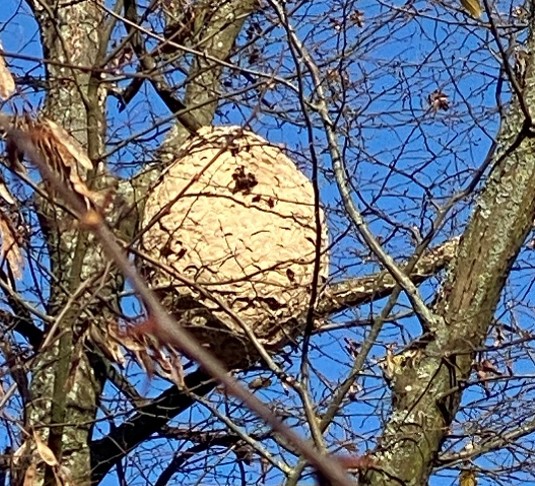 Hornissennest